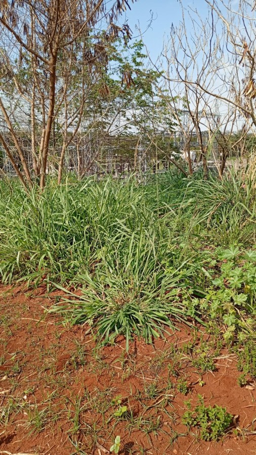 Terreno à venda com 360m² de terreno no Guanandi II, Campo Grande (MS) — foto 3 de 7