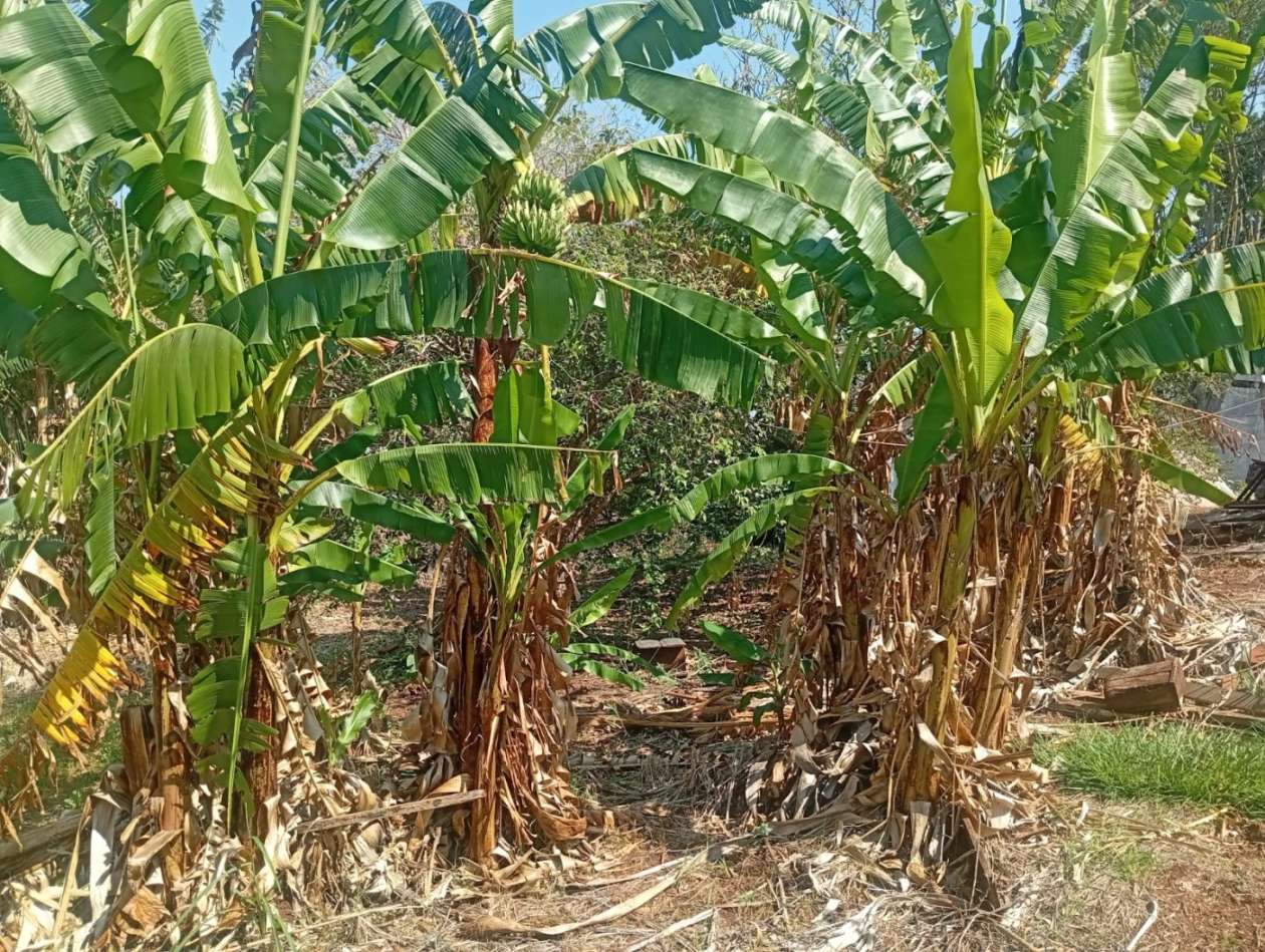 Terreno à venda com 1320m² de terreno no Monte Castelo, Campo Grande (MS) — foto 9 de 13