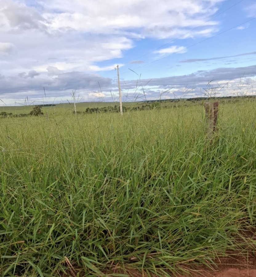 Terreno à venda com 1550000m² de terreno no Jaraguari (MS) — foto 4 de 19