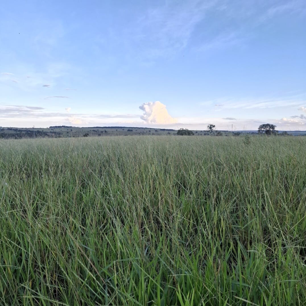 Terreno à venda com 1550000m² de terreno no Jaraguari (MS) — foto 11 de 19