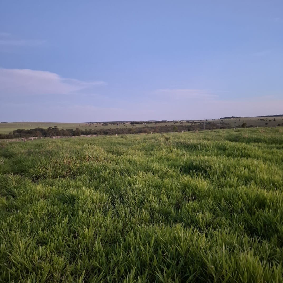 Terreno à venda com 1550000m² de terreno no Jaraguari (MS) — foto 14 de 19